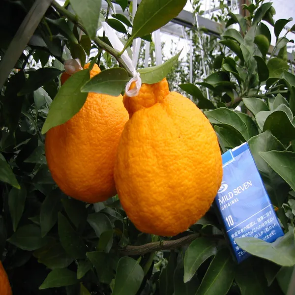 Dekopon_Orange_Santra_Grafted_Fruit_Plant