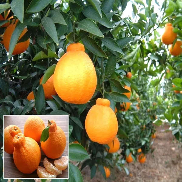 Dekopon_Orange_Santra_Grafted_Fruit_Plant
