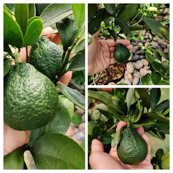 Dekopon_Orange_Santra_Grafted_Fruit_Plant