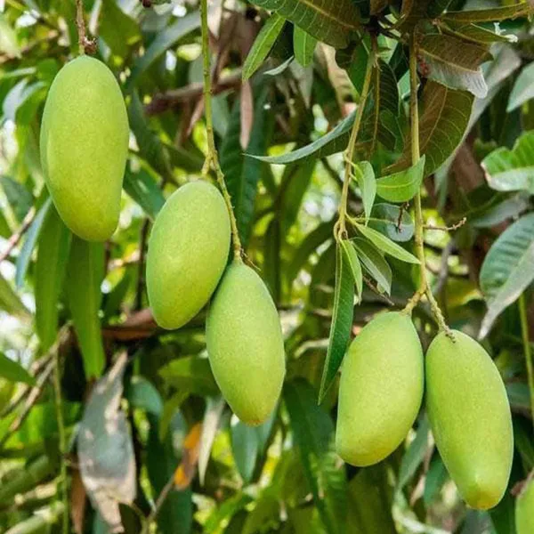 Saranga_Mango_Aam_Grafted_Fruit_Plant