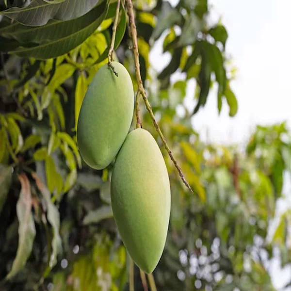 Saranga_Mango_Aam_Grafted_Fruit_Plant