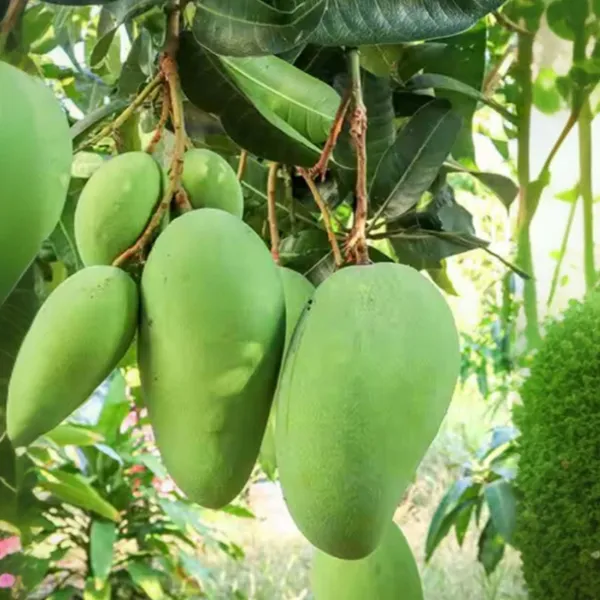 Saranga_Mango_Aam_Grafted_Fruit_Plant