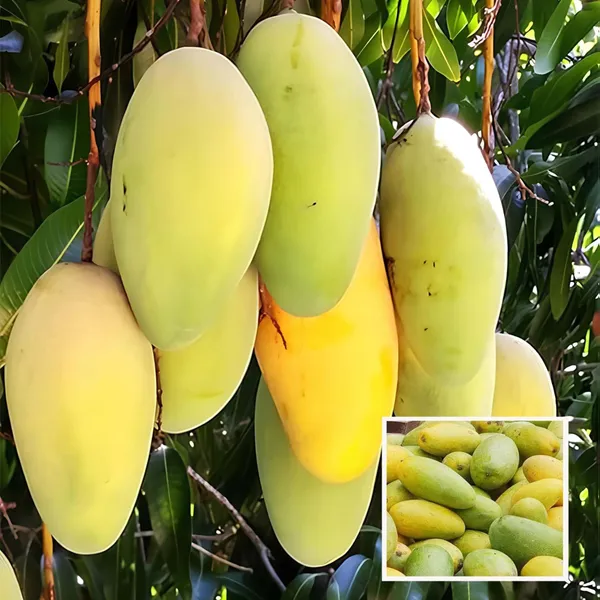 Saranga_Mango_Aam_Grafted_Fruit_Plant