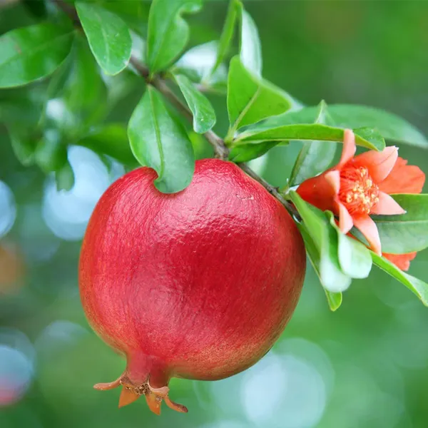 Israeli_Rimon_Pomegranate_Anar_Layering_Grafted_Fruit_Plant