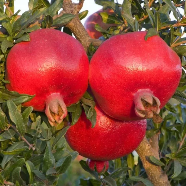 Israeli_Rimon_Pomegranate_Anar_Layering_Grafted_Fruit_Plant