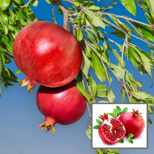 Israeli_Rimon_Pomegranate_Anar_Layering_Grafted_Fruit_Plant