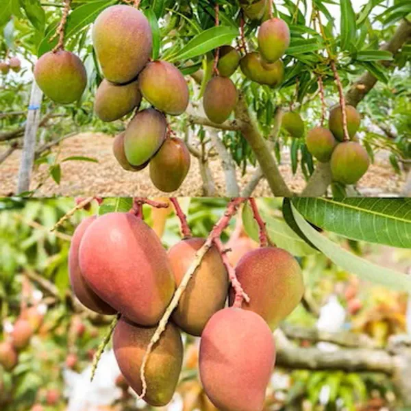 Pusa_Arunima_Mango_Aam_Grafted_Fruit_Plant