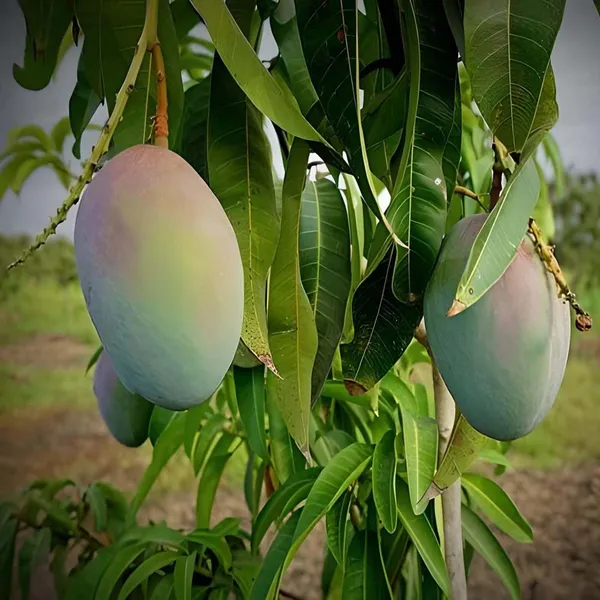Pusa_Arunima_Mango_Aam_Grafted_Fruit_Plant