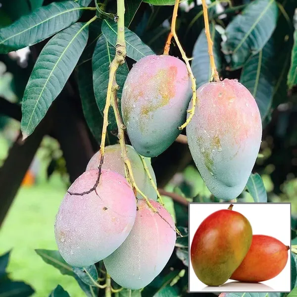 Pusa_Arunima_Mango_Aam_Grafted_Fruit_Plant