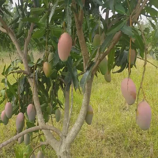 Pusa_Arunima_Mango_Aam_Grafted_Fruit_Plant