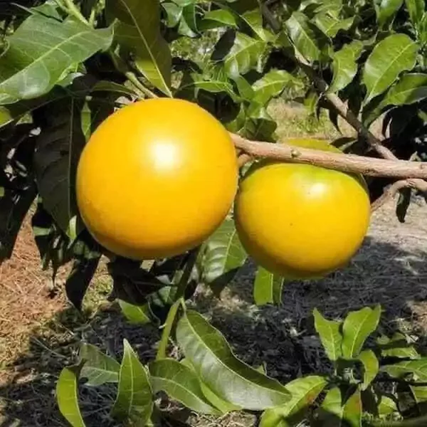 Abiu_Pouteria_Caimito_Fruit_Plant