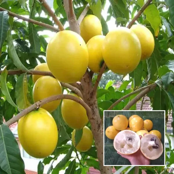 Abiu_Pouteria_Caimito_Fruit_Plant
