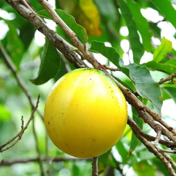 Abiu_Pouteria_Caimito_Fruit_Plant