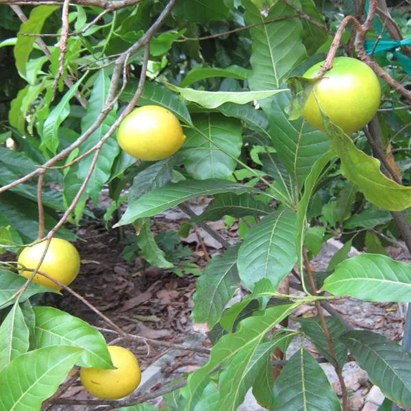 Abiu_Pouteria_Caimito_Fruit_Plant