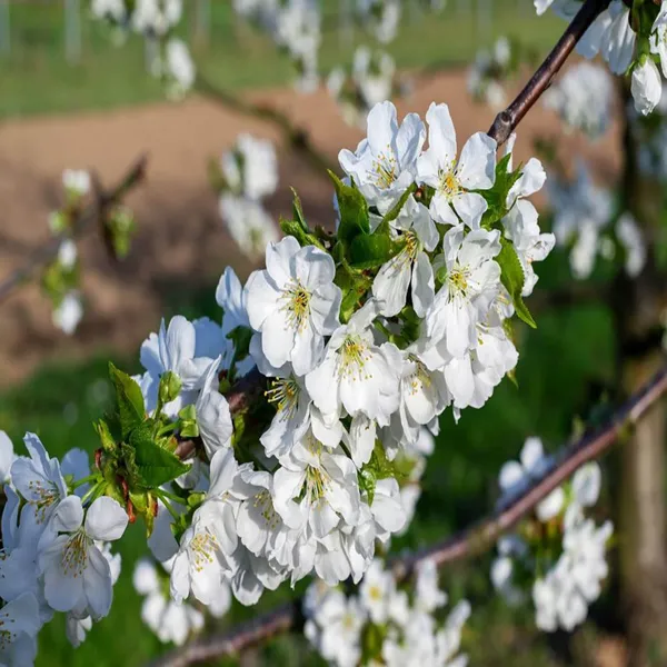 Apple_Cherry_Original_Grafted_Fruit_Plant