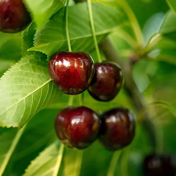 Apple_Cherry_Original_Grafted_Fruit_Plant