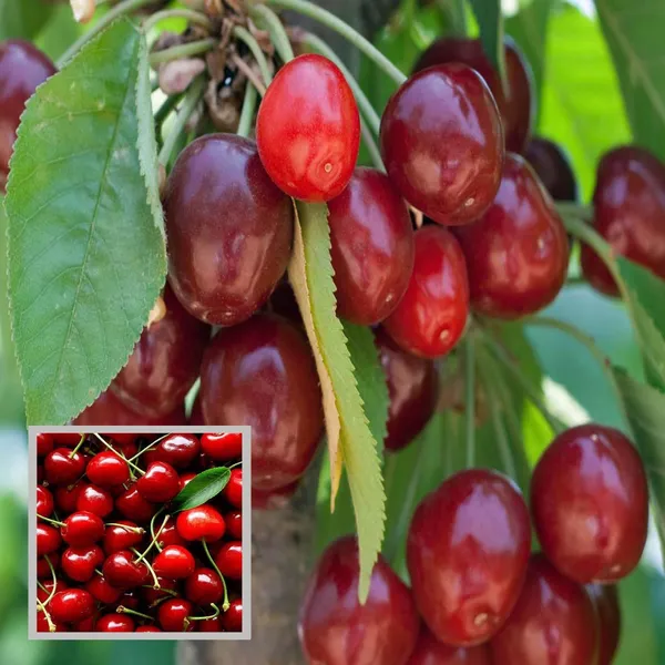 Apple_Cherry_Original_Grafted_Fruit_Plant