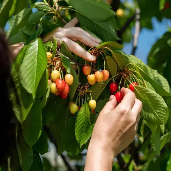 Apple_Cherry_Original_Grafted_Fruit_Plant