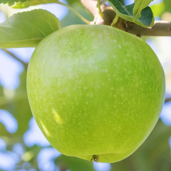 Granny_Smith_Green_Apple_Seb_Grafted_Fruit_Plant