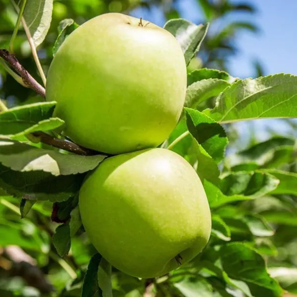 Granny_Smith_Green_Apple_Seb_Grafted_Fruit_Plant