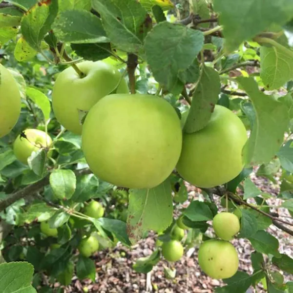 Granny_Smith_Green_Apple_Seb_Grafted_Fruit_Plant