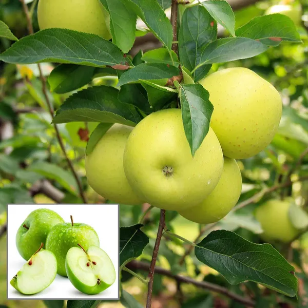 Granny_Smith_Green_Apple_Seb_Grafted_Fruit_Plant