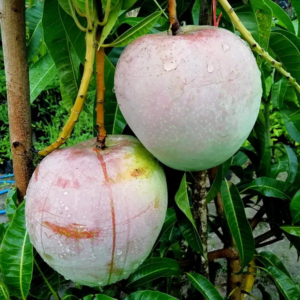 R2E2_Mango_Aam_Grafted_Fruit_Plant