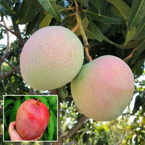 R2E2_Mango_Aam_Grafted_Fruit_Plant