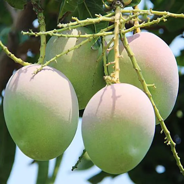 R2E2_Mango_Aam_Grafted_Fruit_Plant