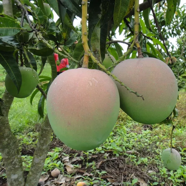 R2E2_Mango_Aam_Grafted_Fruit_Plant