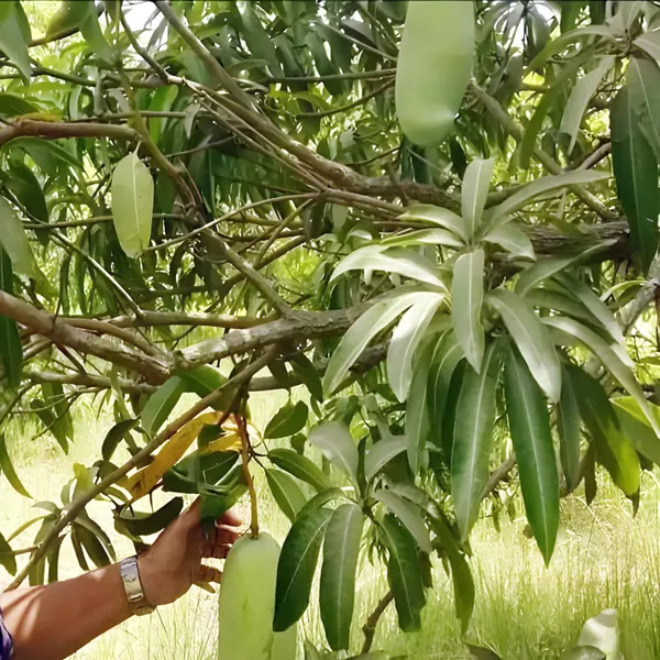 Nurjahan_Noor_Jahan_Mango_Aam_Grafted_Fruit_Plant