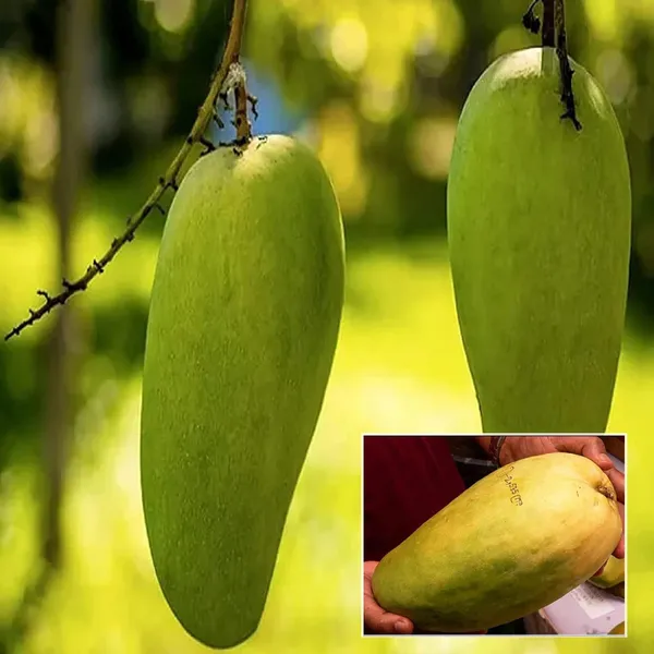 Nurjahan_Noor_Jahan_Mango_Aam_Grafted_Fruit_Plant
