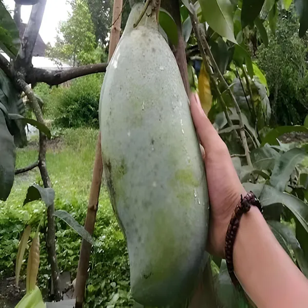Nurjahan_Noor_Jahan_Mango_Aam_Grafted_Fruit_Plant