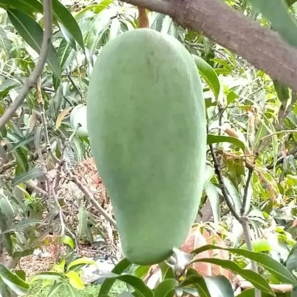 Nurjahan_Noor_Jahan_Mango_Aam_Grafted_Fruit_Plant