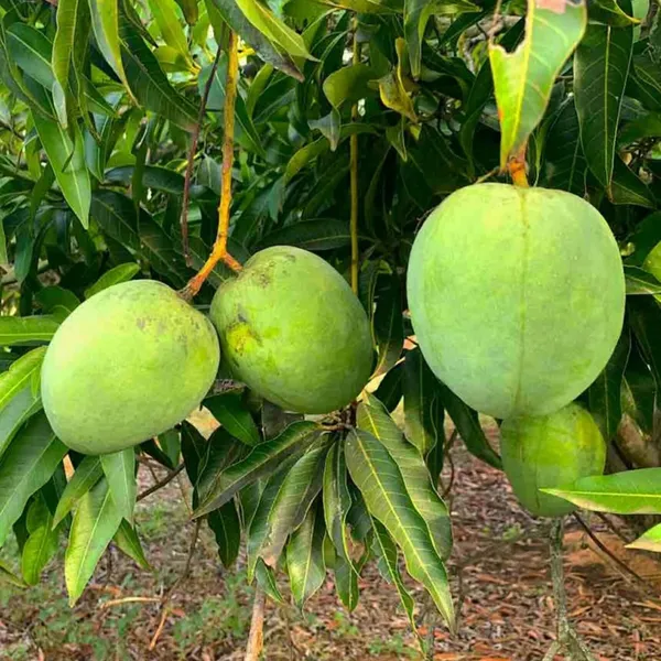 Bangladesh_Haribhanga_Mango_Aam_Grafted_Fruit_Plant