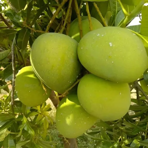 Bangladesh_Haribhanga_Mango_Aam_Grafted_Fruit_Plant