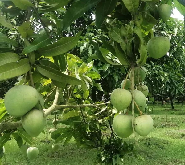 Bangladesh_Haribhanga_Mango_Aam_Grafted_Fruit_Plant