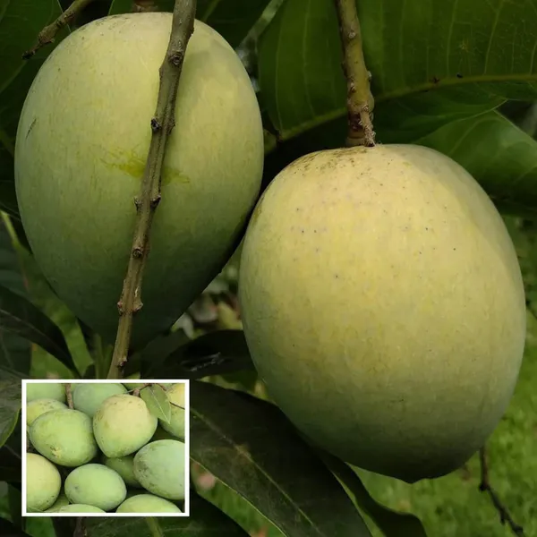 Bangladesh_Haribhanga_Mango_Aam_Grafted_Fruit_Plant