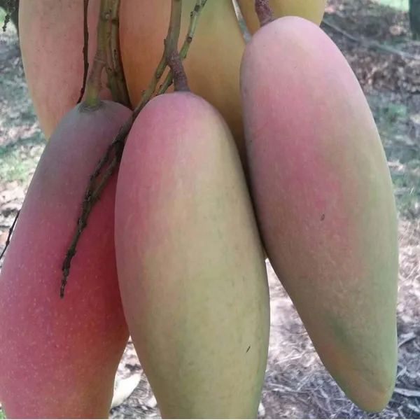 Thai_Chiang_Mai_Mahachanok_Mango_Aam_Grafted_Fruit_Plant