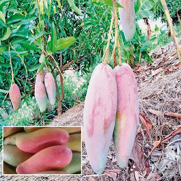 Thai_Chiang_Mai_Mahachanok_Mango_Aam_Grafted_Fruit_Plant