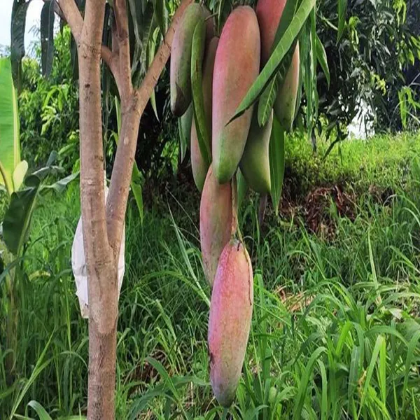 Thai_Chiang_Mai_Mahachanok_Mango_Aam_Grafted_Fruit_Plant