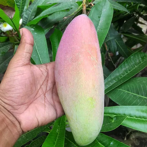 Thai_Chiang_Mai_Mahachanok_Mango_Aam_Grafted_Fruit_Plant