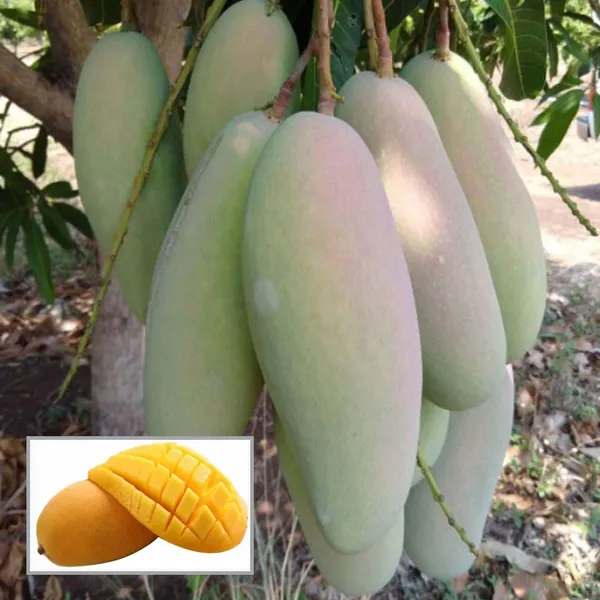 3_Taste_Three_Taste_Mango_Aam_Grafted_Fruit_Plant