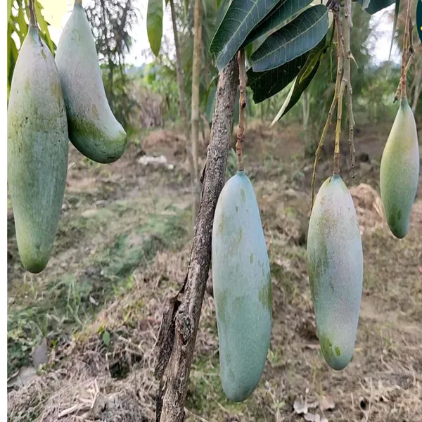 3_Taste_Three_Taste_Mango_Aam_Grafted_Fruit_Plant