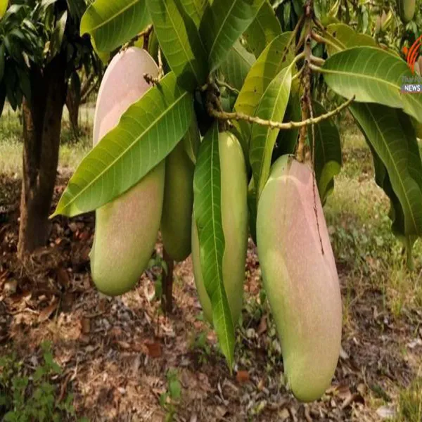 3_Taste_Three_Taste_Mango_Aam_Grafted_Fruit_Plant