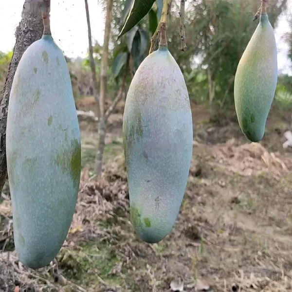 3_Taste_Three_Taste_Mango_Aam_Grafted_Fruit_Plant