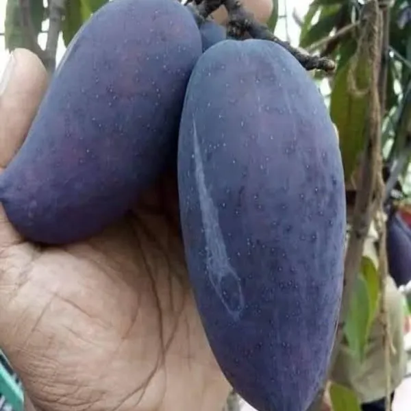 Kasturi_Mango_Aam_Grafted_Fruit_Plant