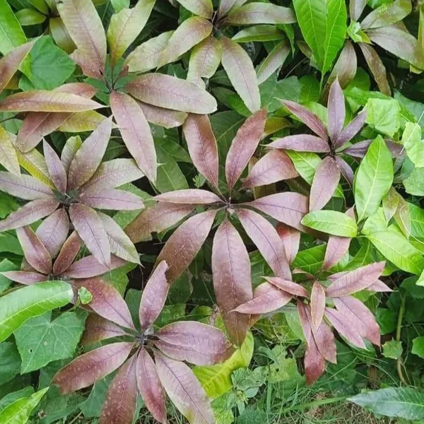 Kasturi_Mango_Aam_Grafted_Fruit_Plant
