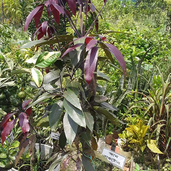 Kasturi_Mango_Aam_Grafted_Fruit_Plant