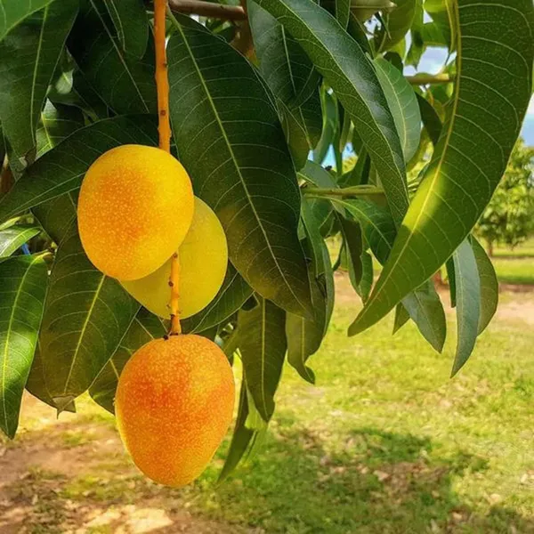 Anwar_Ratol_Rataul_Mango_Aam_Grafted_Fruit_Plant